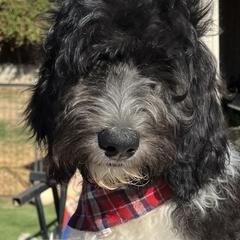 Boy 1 - Double Doodle puppy in El Cajon, California from Calibear Doodles