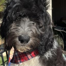 Boy 1 - Double Doodle puppy in El Cajon, California from Calibear Doodles