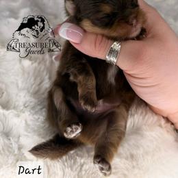 DART - Chocolate and tan male Pomeranian puppy in Willis, Texas from Treasured Jewels Pomeranians