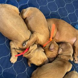 Doc- Orange - Apricot male Goldendoodle puppy in Bay City, Texas from Charming Doods Goldendoodles
