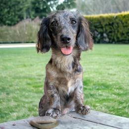 Lucy - Dachshund
