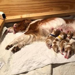 Brittany Puppies from Lakeview Brittanys