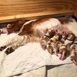 Brittany Puppies from Lakeview Brittanys
