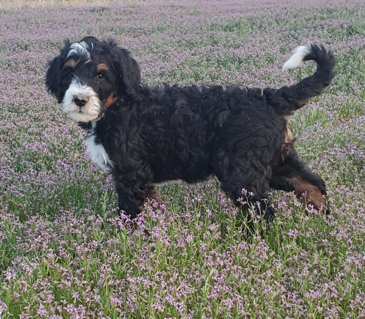 Lil'Mo'Lovin Bernedoodles in Montana Bernedoodle puppies Good Dog