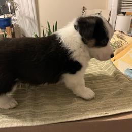 Boy 4 - Black and tan male Pembroke Welsh Corgi puppy in Saylorsburg, Pennsylvania from Dunnideer Farm