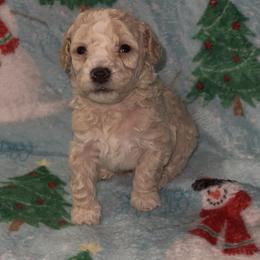 Teal Collar - Cream male Poodle puppy in Macon, Georgia from Mystic Mini Poodles