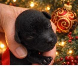 Boy 2 - Black male Poodle puppy in Vilonia, Arkansas from Donna’s Pretty Poodles