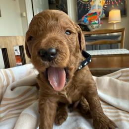 Parson - Red  male Goldendoodle puppy in Chattanooga, Tennessee from Scenic City Doodles