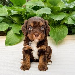 Mocha - Munchkin Bernedoodle - Tri-color female Bernedoodle puppy in Sharpsburg, Georgia from Steindoodles