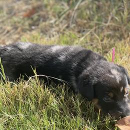 Beauceron and Doberman Pinscher Puppies from Elitehaus