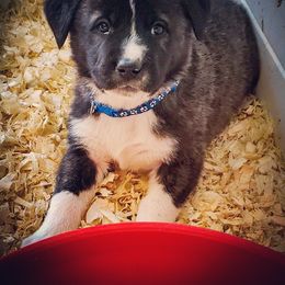 Anatolian Shepherd Dog and Australian Cattle Dog Puppies from 4D Cattle Dogs