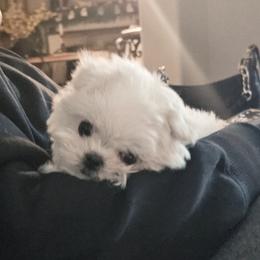 Maltese Puppies from T&C Maltese