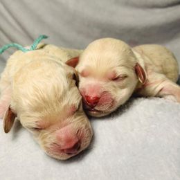 Goldendoodle Puppies from 24 Karat Doodles