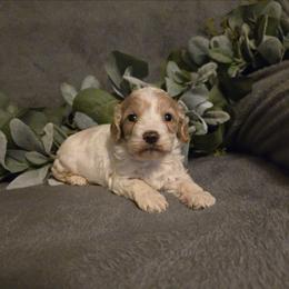 Lilly - Red and white female Cockapoo puppy in Copan, Oklahoma from Tatums cavapoos