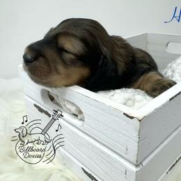 Hawk - Cream male Dachshund puppy in Pulaski, Tennessee from Billboard Doxies