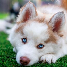 Pomsky Puppies from Southpaw Pomskies