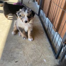Australian Shepherd Puppies from Stockton Family Farm