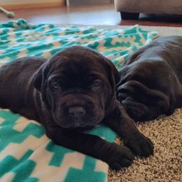 Cane Corso from Vae Victis Cane Corso