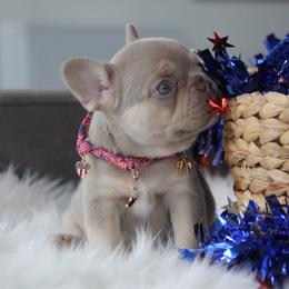 Pearl Girl - Liver female French Bulldog puppy in Piedmont, Oklahoma from 5A Frenchies