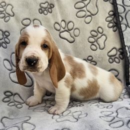 Cudy - Red and white female Basset Hound puppy in Big Rapids, Michigan from Basket Hound Bassets