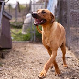 Harley - Red wheaten male Rhodesian Ridgeback puppy in Fredonia, Wisconsin from Brondiki Ridgebacks