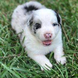 Danny - Blue merle male Border Collie puppy in Lake Montezuma, Arizona from Jens Border Collies