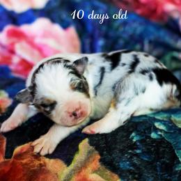 Boy 3 - male Australian Shepherd puppy in Paola, Kansas from Tiz Ranch