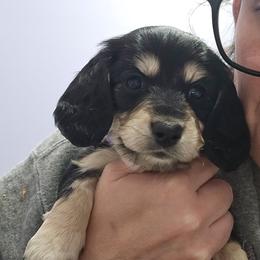 Black and Cream female white paws PURPLE - Black and cream female Dachshund puppy in Fulton, Missouri from New Hope Dachshund Puppies