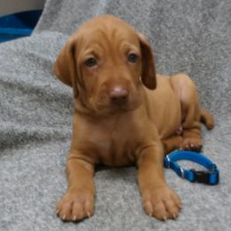 Lily Boy 5 - Golden rust male Vizsla puppy in Ganado, Texas from Roz Vizslas