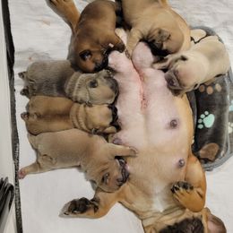 French Bulldog Puppies from Smith's Small Town Frenchies