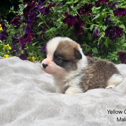 Yellow Collar Male - Red male Pembroke Welsh Corgi puppy in Tenino, Washington from LoneStar Corgis NW