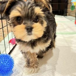 Morkie All Grown Up from Melanie's Morkies