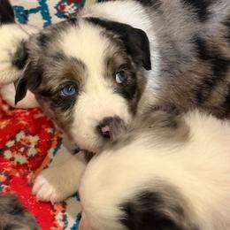 Hazard - Blue merle male Toy Australian Shepherd puppy in Nemo, Texas from Fairway Furries