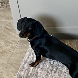 Fritzi - Dachshund