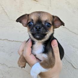 Dark sable boy - Black sabled fawn male Chihuahua puppy in Vineland, New Jersey from Royal Companion's