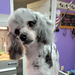 Poodle puppies from Doods & Dolls