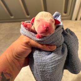 Boy 3 - White and black male Dalmatian puppy in Claremore, Oklahoma from Lotsofdots Dalmatians
