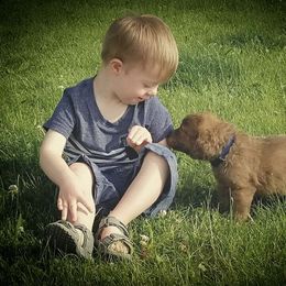 Chesapeake Bay Retriever Puppies from Twin Oak's Chesapeakes
