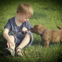Chesapeake Bay Retriever Puppies from Twin Oak's Chesapeakes