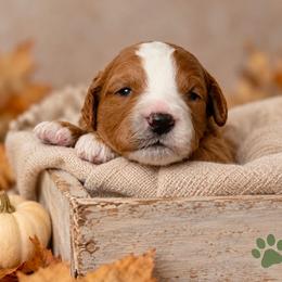 Ellie - Red  female Goldendoodle puppy in Hendersonville, Tennessee from Ben's Best Buddy Goldendoodles