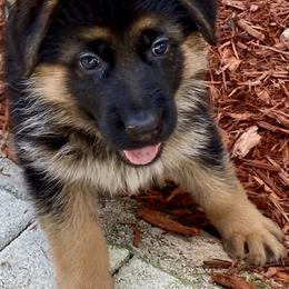 German Shepherd Puppies from Broward Shepherds