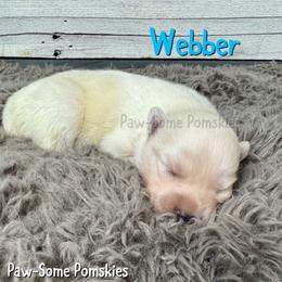 Webber - White male Pomsky puppy in Krum, Texas from Paw-Some Pomskies