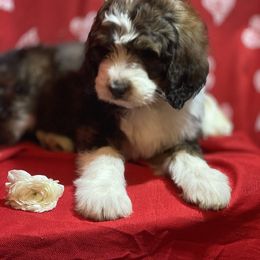 Bernedoodle and Bernese Mountain Dog Puppies from Mountain Top Bernedoodles