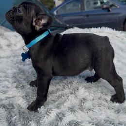 Nook - Black male French Bulldog puppy in Waitts Lake, Washington from Best Friend standard Frenchies