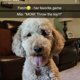 Goldendoodle All Grown Up from Lavender Field Doodles