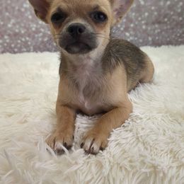 Prince - Black sabled fawn male Chihuahua puppy in Topeka, Kansas from Barbie's Baby Chihuahuas