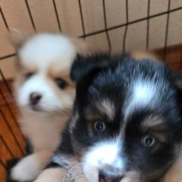 Vince - Black and white male Pomsky puppy in Elgin, Oregon from Kenna'z Kuddly Pomskiez