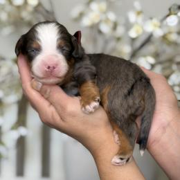 Brown - Merle male Bernedoodle puppy in Yuciapa, California from AlltheDoodlez_