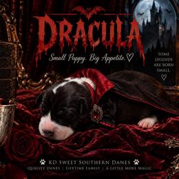 Dracula - Mantle male Great Dane puppy in Montgomery, Texas from KD Sweet Southern Danes