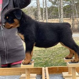 Brussels Griffons and Rottweilers from Amelyn Show Dogs